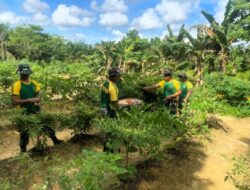 Pemeliharaan dan Panen Hasil Perkebunan Satgas Pos Sei Ular, Bukti Nyata Dukung Program Ketahanan Pangan