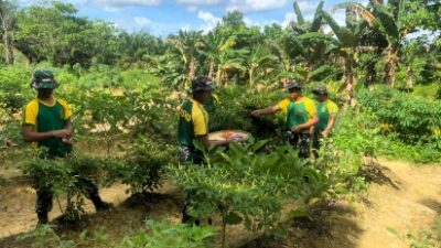 Pemeliharaan dan Panen Hasil Perkebunan Satgas Pos Sei Ular, Bukti Nyata Dukung Program Ketahanan Pangan